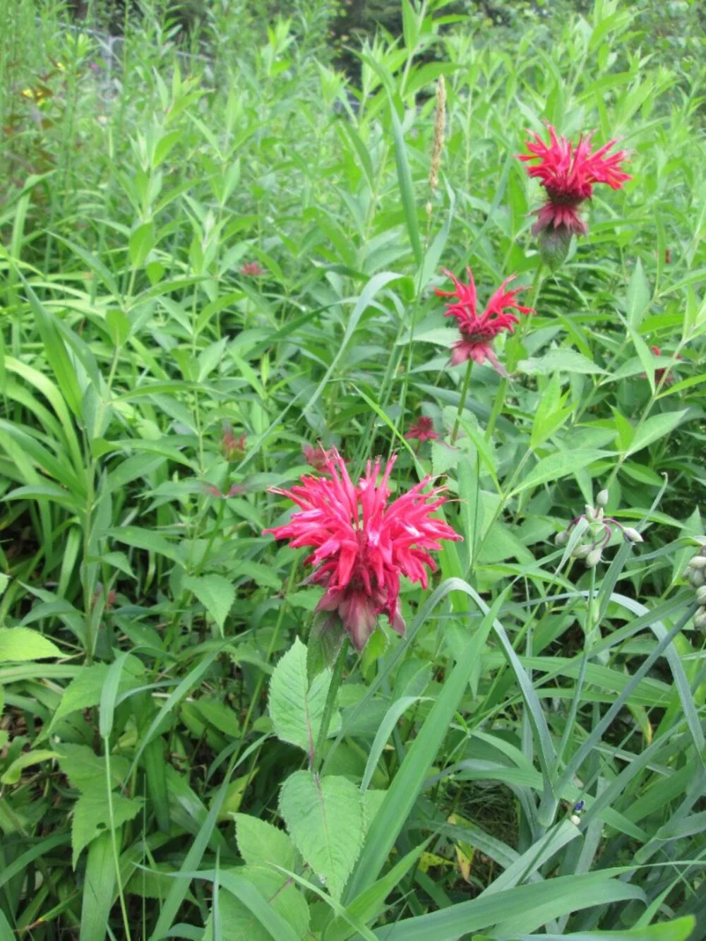8 scarlett Red bee balm Monarda perennial live plants zone 3-8